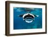 Manta ray with mouth open feeding on plankton, Maldives-Alex Mustard-Framed Photographic Print