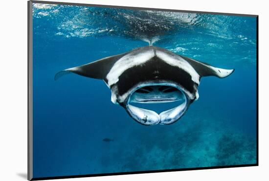 Manta ray with mouth open feeding on plankton, Maldives-Alex Mustard-Mounted Photographic Print