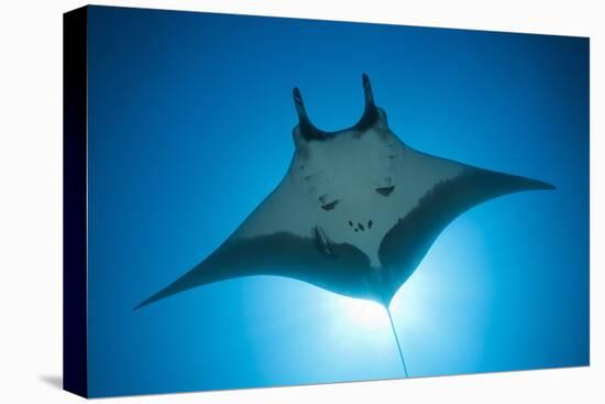 Manta Ray with Remora (Manta Birostris)-Reinhard Dirscherl-Stretched Canvas