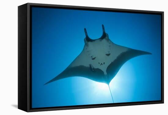 Manta Ray with Remora (Manta Birostris)-Reinhard Dirscherl-Framed Stretched Canvas