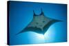 Manta Ray with Remora (Manta Birostris)-Reinhard Dirscherl-Stretched Canvas