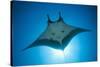 Manta Ray with Remora (Manta Birostris)-Reinhard Dirscherl-Stretched Canvas