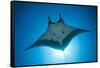 Manta Ray with Remora (Manta Birostris)-Reinhard Dirscherl-Framed Stretched Canvas