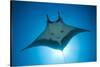 Manta Ray with Remora (Manta Birostris)-Reinhard Dirscherl-Stretched Canvas