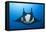 Manta Ray with Remora (Manta Birostris)-Reinhard Dirscherl-Framed Stretched Canvas