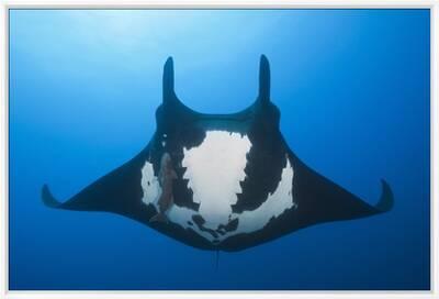 Manta Ray with Remora (Manta Birostris)' Photographic Print - Reinhard  Dirscherl | AllPosters.com