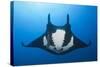 Manta Ray with Remora (Manta Birostris)-Reinhard Dirscherl-Stretched Canvas