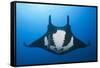 Manta Ray with Remora (Manta Birostris)-Reinhard Dirscherl-Framed Stretched Canvas