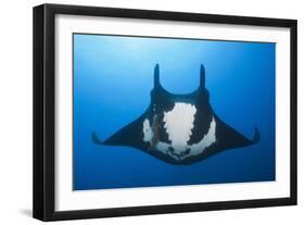 Manta Ray with Remora (Manta Birostris)-Reinhard Dirscherl-Framed Premium Photographic Print