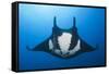 Manta Ray with Remora (Manta Birostris)-Reinhard Dirscherl-Framed Stretched Canvas