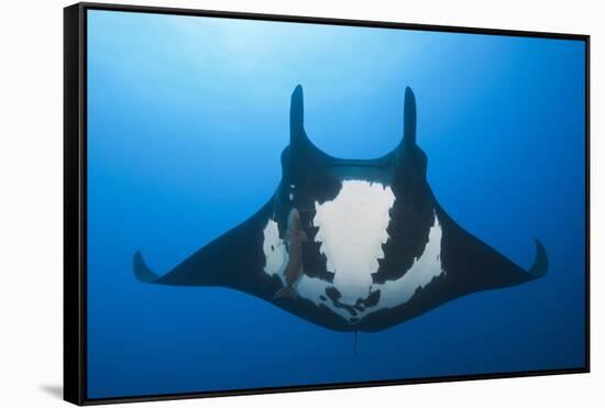 Manta Ray with Remora (Manta Birostris)-Reinhard Dirscherl-Framed Stretched Canvas