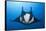 Manta Ray with Remora (Manta Birostris)-Reinhard Dirscherl-Framed Stretched Canvas