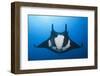 Manta Ray with Remora (Manta Birostris)-Reinhard Dirscherl-Framed Premium Photographic Print