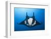 Manta Ray with Remora (Manta Birostris)-Reinhard Dirscherl-Framed Premium Photographic Print