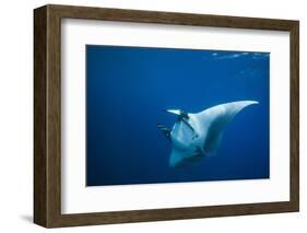 Manta Ray with Remora (Manta Birostris)-Reinhard Dirscherl-Framed Photographic Print