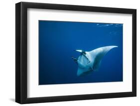 Manta Ray with Remora (Manta Birostris)-Reinhard Dirscherl-Framed Photographic Print