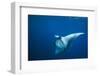 Manta Ray with Remora (Manta Birostris)-Reinhard Dirscherl-Framed Photographic Print