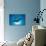 Manta Ray with Remora (Manta Birostris)-Reinhard Dirscherl-Photographic Print displayed on a wall