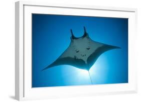 Manta Ray with Remora (Manta Birostris)-Reinhard Dirscherl-Framed Photographic Print