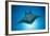 Manta Ray with Remora (Manta Birostris)-Reinhard Dirscherl-Framed Photographic Print