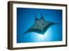 Manta Ray with Remora (Manta Birostris)-Reinhard Dirscherl-Framed Photographic Print