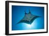 Manta Ray with Remora (Manta Birostris)-Reinhard Dirscherl-Framed Photographic Print