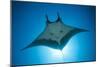 Manta Ray with Remora (Manta Birostris)-Reinhard Dirscherl-Mounted Photographic Print