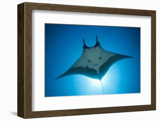 Manta Ray with Remora (Manta Birostris)-Reinhard Dirscherl-Framed Photographic Print