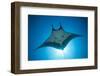 Manta Ray with Remora (Manta Birostris)-Reinhard Dirscherl-Framed Photographic Print