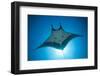 Manta Ray with Remora (Manta Birostris)-Reinhard Dirscherl-Framed Photographic Print