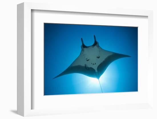 Manta Ray with Remora (Manta Birostris)-Reinhard Dirscherl-Framed Photographic Print