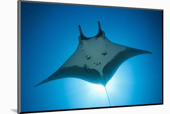 Manta Ray with Remora (Manta Birostris)-Reinhard Dirscherl-Mounted Photographic Print