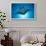 Manta Ray with Remora (Manta Birostris)-Reinhard Dirscherl-Framed Photographic Print displayed on a wall