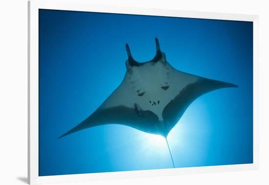 Manta Ray with Remora (Manta Birostris)-Reinhard Dirscherl-Framed Photographic Print