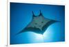 Manta Ray with Remora (Manta Birostris)-Reinhard Dirscherl-Framed Photographic Print