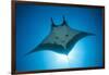 Manta Ray with Remora (Manta Birostris)-Reinhard Dirscherl-Framed Photographic Print