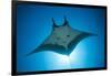 Manta Ray with Remora (Manta Birostris)-Reinhard Dirscherl-Framed Photographic Print