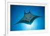 Manta Ray with Remora (Manta Birostris)-Reinhard Dirscherl-Framed Photographic Print