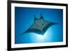 Manta Ray with Remora (Manta Birostris)-Reinhard Dirscherl-Framed Photographic Print