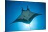 Manta Ray with Remora (Manta Birostris)-Reinhard Dirscherl-Mounted Photographic Print