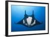 Manta Ray with Remora (Manta Birostris)-Reinhard Dirscherl-Framed Photographic Print