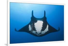 Manta Ray with Remora (Manta Birostris)-Reinhard Dirscherl-Framed Photographic Print