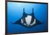 Manta Ray with Remora (Manta Birostris)-Reinhard Dirscherl-Framed Photographic Print