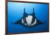 Manta Ray with Remora (Manta Birostris)-Reinhard Dirscherl-Framed Photographic Print