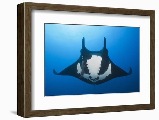 Manta Ray with Remora (Manta Birostris)-Reinhard Dirscherl-Framed Photographic Print