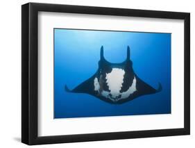 Manta Ray with Remora (Manta Birostris)-Reinhard Dirscherl-Framed Photographic Print