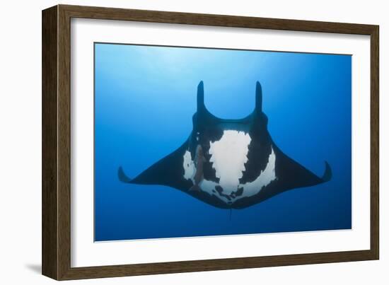 Manta Ray with Remora (Manta Birostris)-Reinhard Dirscherl-Framed Photographic Print