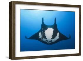 Manta Ray with Remora (Manta Birostris)-Reinhard Dirscherl-Framed Photographic Print