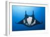 Manta Ray with Remora (Manta Birostris)-Reinhard Dirscherl-Framed Photographic Print