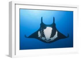 Manta Ray with Remora (Manta Birostris)-Reinhard Dirscherl-Framed Photographic Print